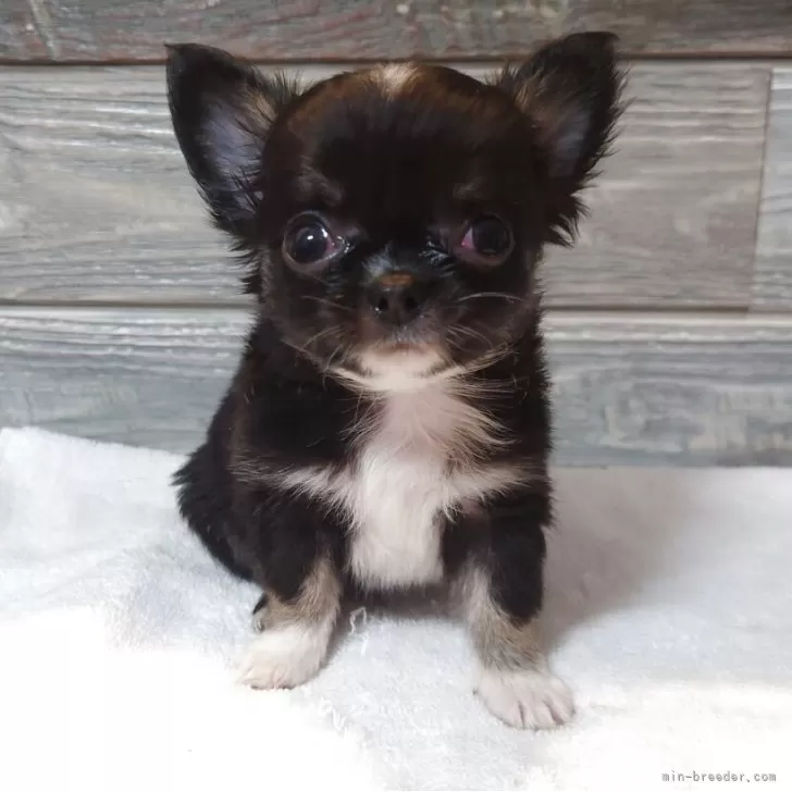 ID：2507-00861の子犬