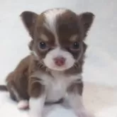 チワワ(ロング)