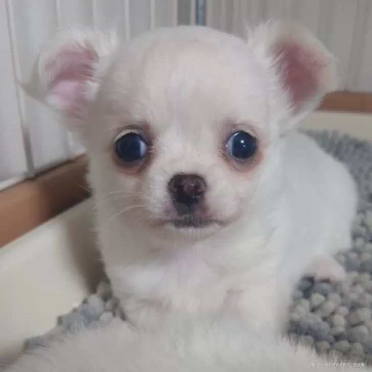 ID：2407-03886の子犬
