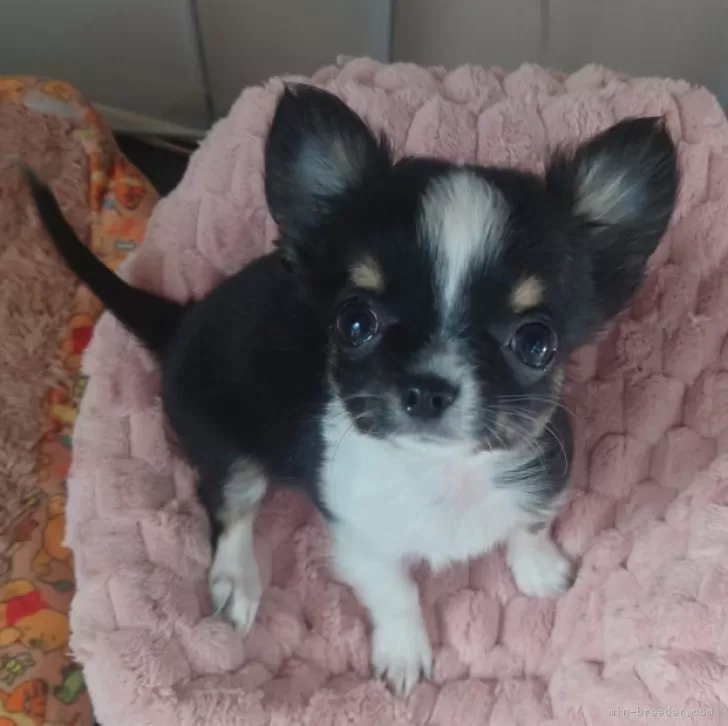 ID:2311-06932の子犬