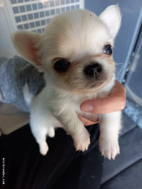 ID：2101-00360の子犬