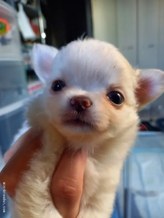 ID：2012-03248の子犬