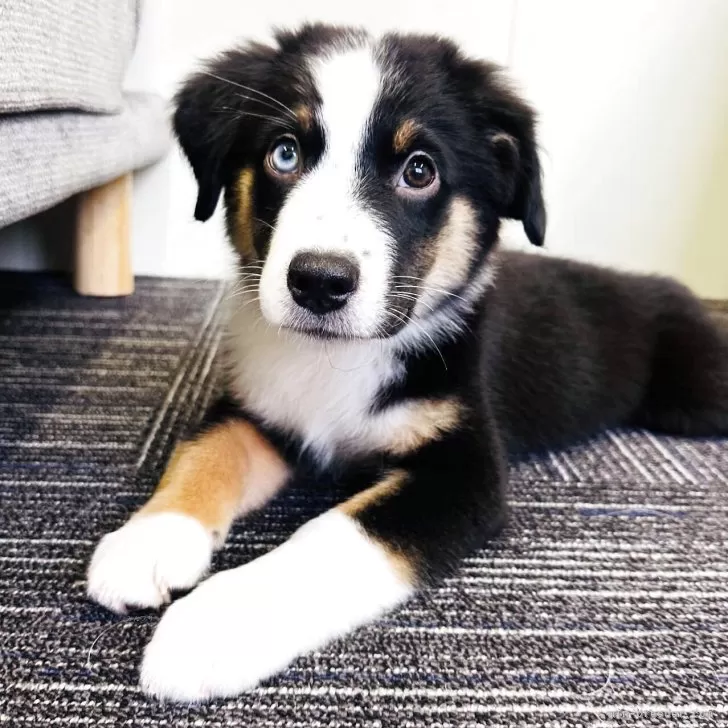 ID:2507-09420の子犬