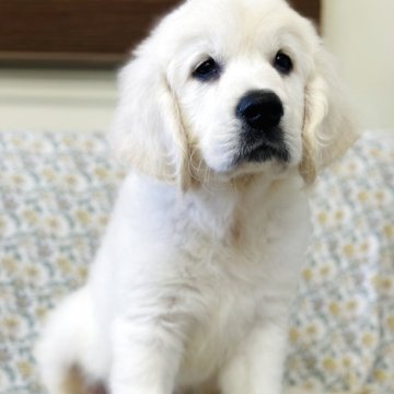 ゴールデンレトリバー【群馬県・男の子・2025年8月23日・クリーム】の写真「両親輸入ヨーロッパ血統、パパJKCチャンピオン🏆」