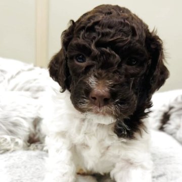 ロマーニャ・ウォーター・ドッグ【群馬県・男の子・2025年10月29日・ブラウン&ホワイト】の写真「両親共に外産🌏中型犬、毛が抜けづらい犬種♪」