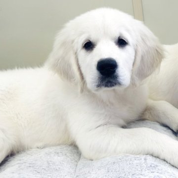 ゴールデンレトリバー【群馬県・男の子・2025年8月23日・クリーム】の写真「両親ヨーロッパ血統外産、パパJKCチャンピオン🏆」