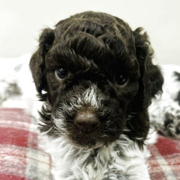 ロマーニャ・ウォーター・ドッグ【群馬県・女の子・2025年10月29日・ブラウンローン】の写真「両親共に外産🌏中型犬、毛が抜けづらい犬種♪」