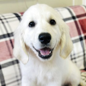 ゴールデンレトリバー【群馬県・女の子・2025年8月23日・クリーム】の写真「両親ヨーロッパ血統外産、パパJKCチャンピオン🏆」