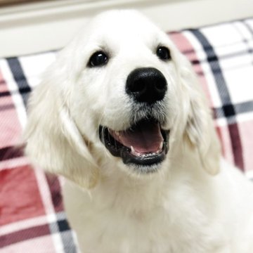 ゴールデンレトリバー【群馬県・男の子・2025年8月23日・クリーム】の写真「ご見学可！ヨーロッパ血統パパJKCチャンピオン🏆」