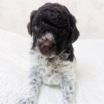 ロマーニャ・ウォーター・ドッグ【群馬県・女の子・2025年10月29日・ブラウンローン】の写真「両親共に外産🌏中型犬、毛が抜けづらい犬種♪」