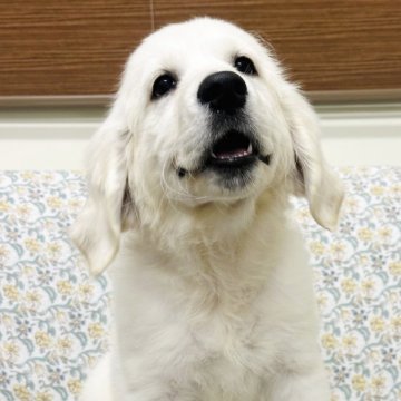 ゴールデンレトリバー【群馬県・女の子・2025年8月23日・クリーム】の写真「両親ヨーロッパ血統外産、パパJKCチャンピオン🏆」