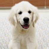 ゴールデンレトリバー