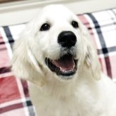 ゴールデンレトリバー