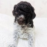 ロマーニャ・ウォーター・ドッグ