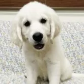 ゴールデンレトリバー【群馬県・女の子・2025年8月23日・クリーム】の写真5「優しい表情」
