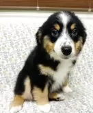 ミニチュア・アメリカン・シェパード【群馬県・女の子・2025年6月19日・ブラックトライカラー】の写真3「甘えん坊さん💕」