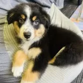 ミニチュア・アメリカン・シェパード【群馬県・女の子・2025年6月19日・ブラックトライカラー】の写真5