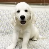 ゴールデンレトリバー【群馬県・女の子・2025年8月23日・クリーム】の写真4「とっても可愛い子です♡」