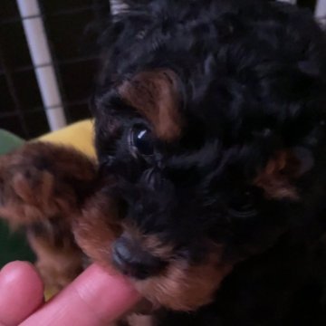 トイプードル(トイ)【福岡県・女の子・2025年7月12日・ブラックタン(ブラック&レッド)】の写真「ブラックアンドレッドの元気な女の子❣️」