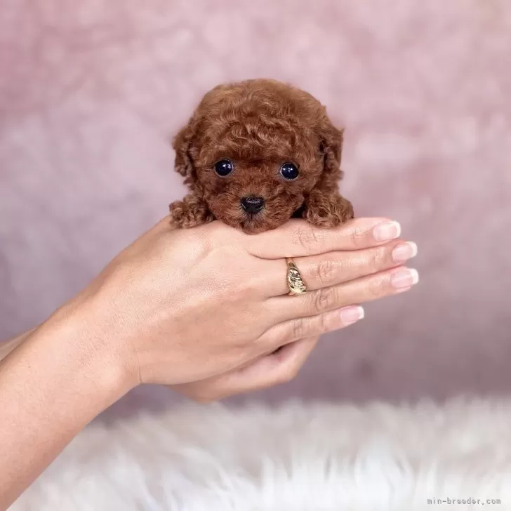 ID：2501-02255の子犬