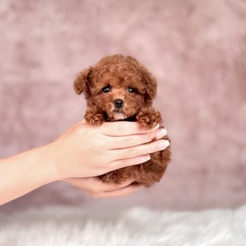 タイニープードル【茨城県・男の子・2025年8月1日・レッド】の写真「目が大きく人懐っこい性格の男の子🐩」