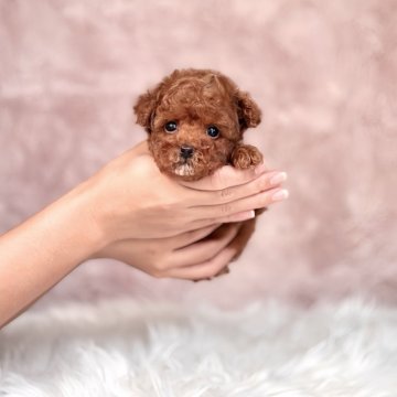 トイプードル(タイニー)【茨城県・男の子・2025年8月1日・レッド】の写真「目が大きく人懐っこい性格の男の子🐩」