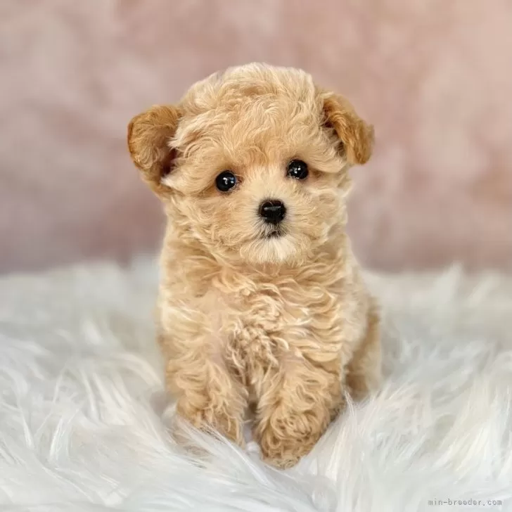 ID：2409-03256の子犬