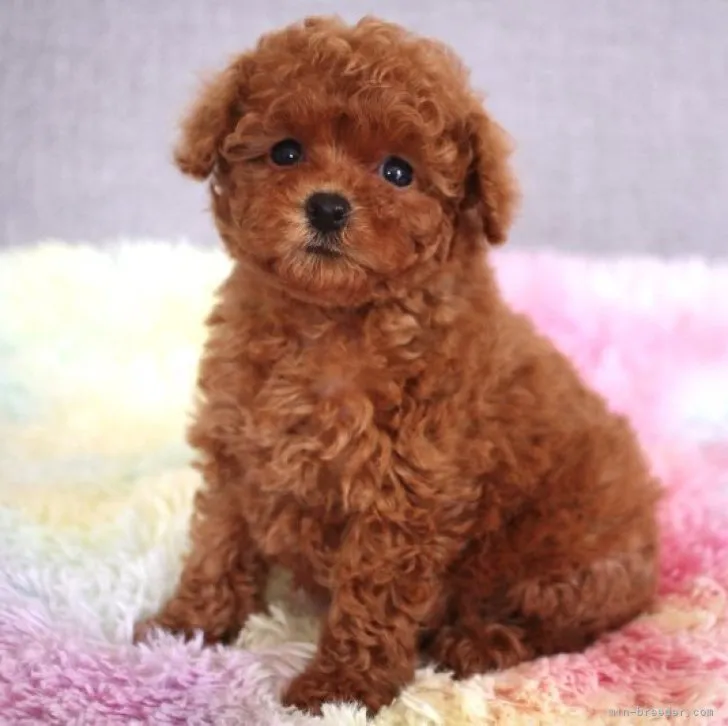 ID:2302-04138の子犬