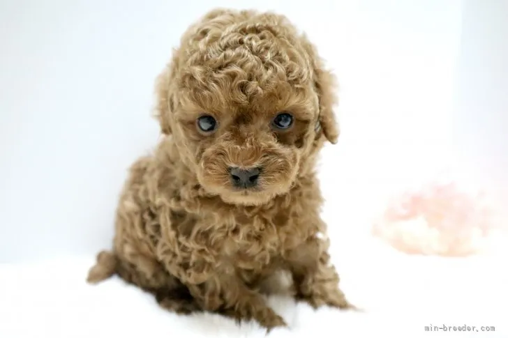 ID:2202-00329の子犬