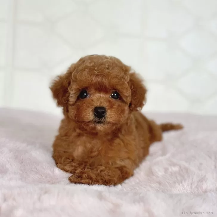 ID：2405-03348の子犬
