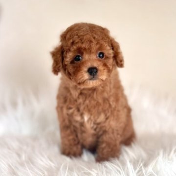 トイプードル(タイニー)【茨城県・男の子・2023年10月6日・レッド】の写真「元気いっぱい懐っこい性格の男の子🐶」