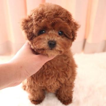 トイプードル(タイニー)【茨城県・女の子・2022年10月14日・レッド】の写真「ぱっちり大きなお目々ふわふわの女の子🐶❣️」