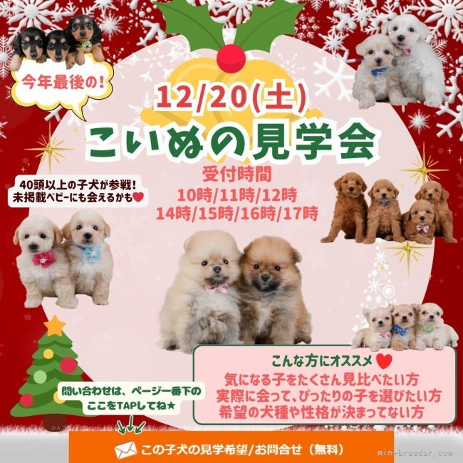 🎉12/20（土）開催🎉今年最後のビッグイベント！40頭以上の子犬と出会える特別見学会🎄｜朝比奈　杏奈(あさひな　あんな)ブリーダー(神奈川県・トイプードルなど・JKC登録)の紹介写真1