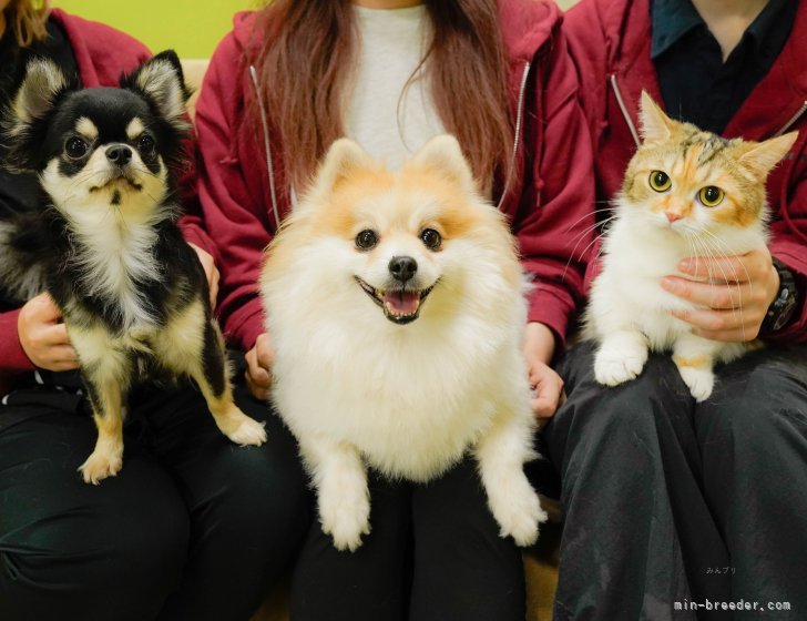 朝比奈ブリーダーの看板犬たちです💓可愛いワンちゃんたちが皆さんに会えるのを楽しみに待っています🎶｜朝比奈　杏奈(あさひな　あんな)ブリーダー(神奈川県・トイプードルなど・JKC登録)の紹介写真1