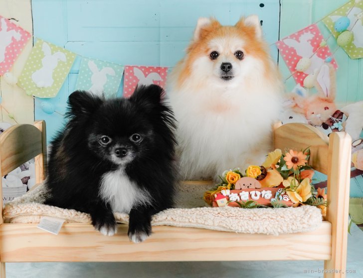 🐶看板犬たちです💕ぜひ、会いに来てください💓｜朝比奈　杏奈(あさひな　あんな)ブリーダー(神奈川県・トイプードルなど・JKC登録)の紹介写真1