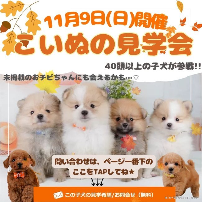 🐾40頭以上集合🐾11/9(日)限定こいぬ見学会開催🐶🎉｜朝比奈　杏奈(あさひな　あんな)ブリーダー(神奈川県・トイプードルなど・JKC登録)の紹介写真2