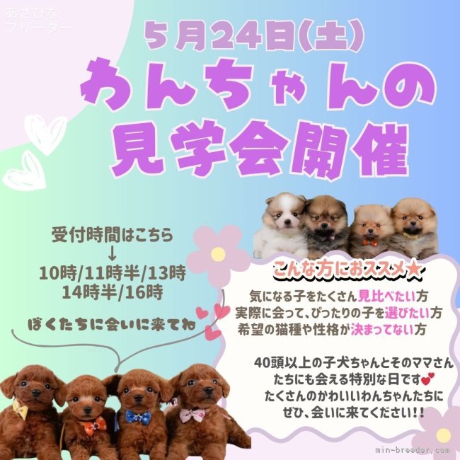 朝比奈杏奈ブリーダーのブログ：🌸先着5組様限定🌸5月24日(土)わんちゃんの見学会開催🎉