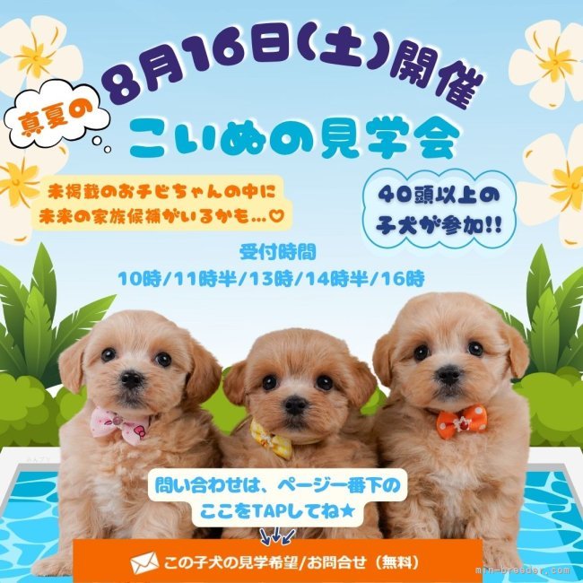 朝比奈杏奈ブリーダーのブログ：【8/16見学会】40頭以上の子犬に会える✨真夏のこいぬの見学会🐶