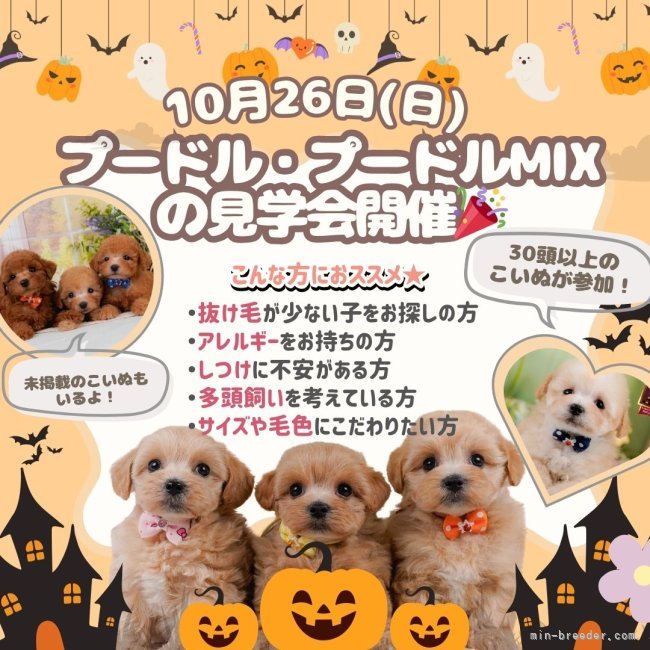 朝比奈杏奈ブリーダーのブログ：【10/26見学会】🎃30頭以上集合✨プードル＆プードルMIXスペシャル🐩💛