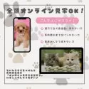 チワックス(チワワ×ダックスフンド)【神奈川県・男の子・2025年1月11日・ブラックタン】の写真11「🛫遠方の方はオンライン見学もOK🚄お持ちのケータイで簡単に今のワンちゃんの様子を見れます💖」