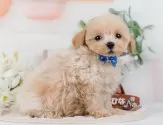 タイニープードル【神奈川県・男の子・2025年8月24日・クリーム】の写真10「ご家族でご来店が難しい方や営業時間内で会いに来れない方には特にオンライン見学がおすすめ🌟」