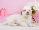 マルプー(マルチーズ×トイプードル)【神奈川県・女の子・2025年8月12日・クリーム&ホワイト】の写真10「ご家族でご来店が難しい方や営業時間内で会いに来れない方には特にオンライン見学がおすすめ🌟」