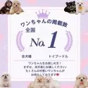 マルマルプー(マルチーズ×マルプー)【神奈川県・女の子・2025年5月23日・クリーム】の写真12「🐾👑掲載頭数全国No.1👑🐾たくさんのワンちゃんをご紹介できます🐶まずは当犬舎に！！」