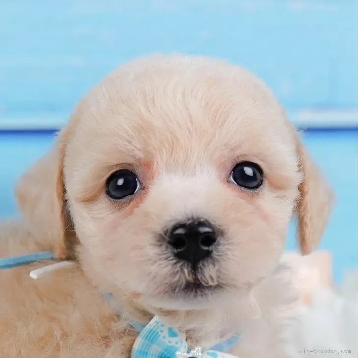 ID：2503-01362の子犬