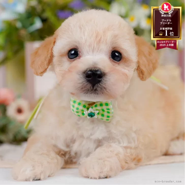 T.H 様のお迎えした子犬