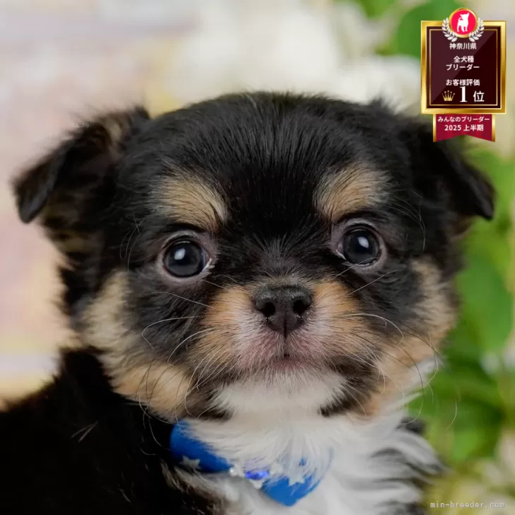 チワワ(ロング)【神奈川県・男の子・2026年1月26日・ブラック&amp;タン】の写真1「かわいい子犬の画像や当犬舎の情報を掲載しています💖是非、見てください🎶」