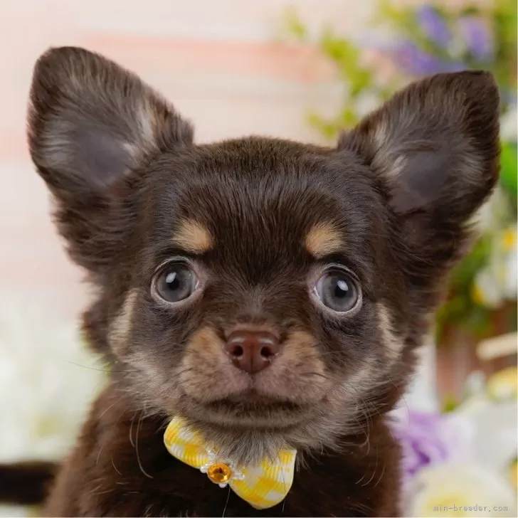 M.Ｉ 様のお迎えした子犬