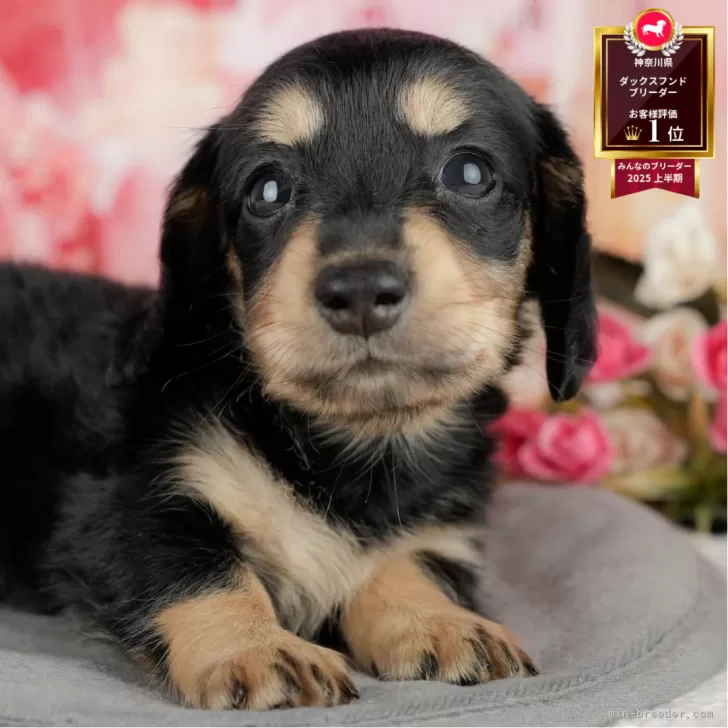 カニンヘンダックスフンド(ロング)【神奈川県・女の子・2025年7月1日・ブラック&タン】の写真1「かわいい子犬の画像や当犬舎の情報を掲載しています💖是非、見てください🎶」