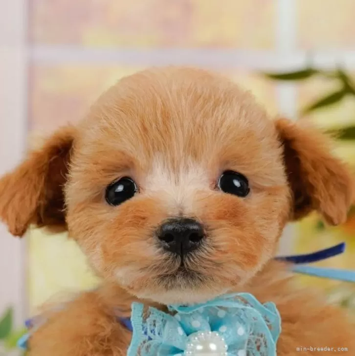 ID:2412-04642の子犬