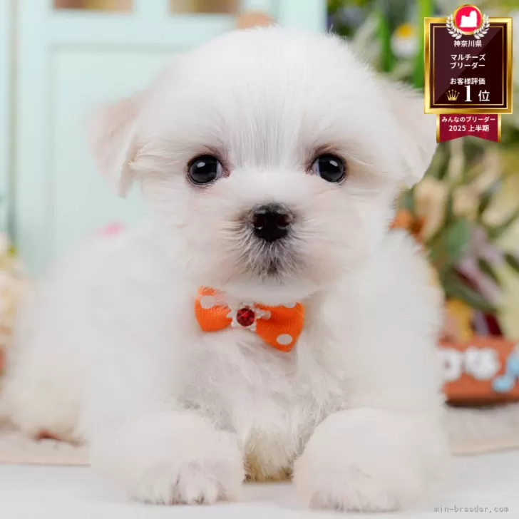 マルチーズ【神奈川県・男の子・2025年8月9日・ホワイト】の写真1「かわいい子犬の画像や当犬舎の情報を掲載しています💖是非、見てください🎶」
